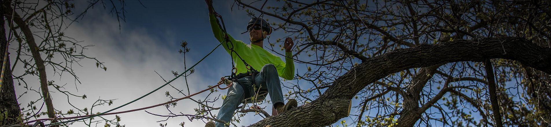 5 Ways To (Accidentally) Kill A Tree