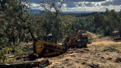 Tree Service Photo