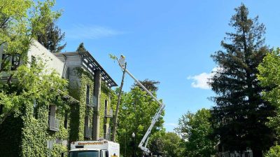 Tree Service Photo