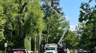 Tree Service Photo