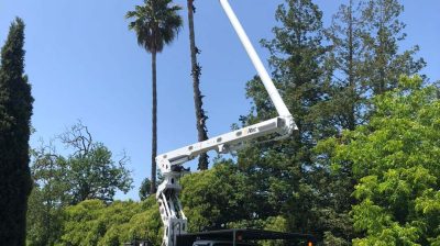 Tree Service Photo