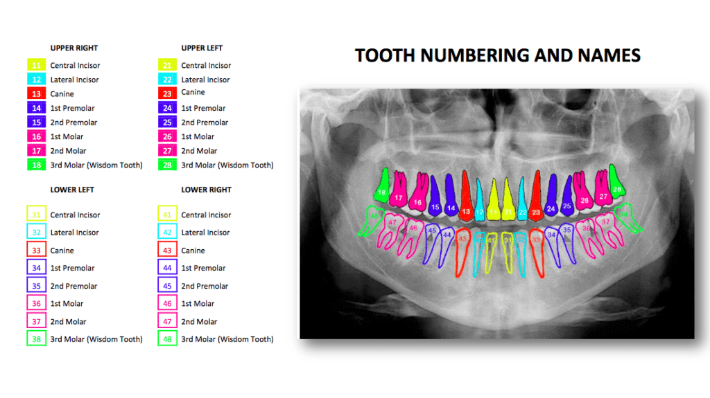 teeth numbers and names